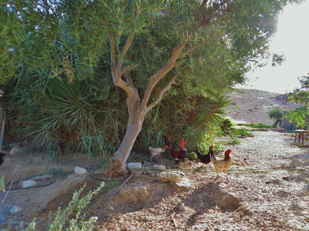 Succah In The Desert Mitzpe Ramon Exterior foto